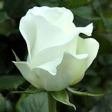 Image result for a stalk of white flower beside a stalk of pink flower