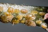 Résultat de recherche d'images pour "scale insects"
