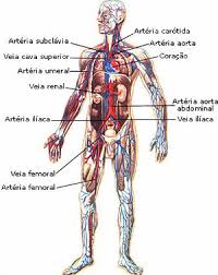 Resultado de imagen para cuerpo humano