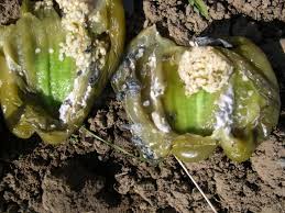 nematode pepper ile ilgili görsel sonucu