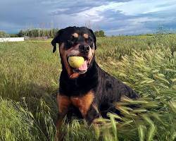 Rottweiler puppy playing fetch