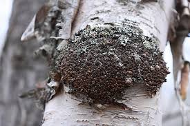Image result for chaga mushroom images