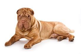 Resultado de imagem para shar pei
