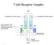 T cell Development, Activation, and the TCR flashcards Quizlet