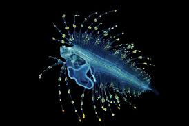 Resultado de imagen de peces bioluminiscentes