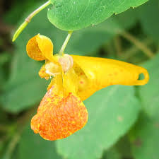 Image result for jewelweed