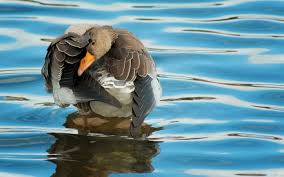 Image result for animals in water