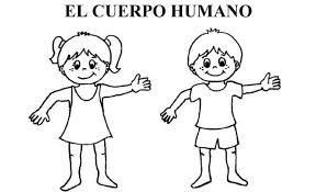 Resultado de imagen para cuerpo humano