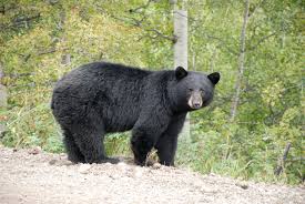 Bear Pictures
