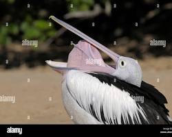 Australian pelican with its throat pouch的圖片