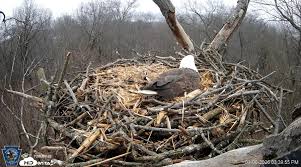 Live-streamed bald eagle lays second egg this week