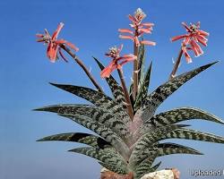 Immagine di Aloe variegata plant