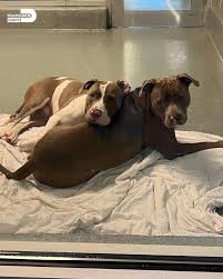 ‘Deeply Bonded’ Dogs Cling to Each Other in Shelter While Waiting for a Home