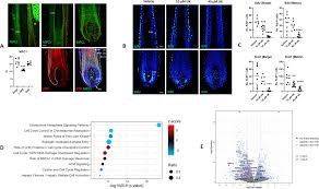 Uncovering the Unexpected Connection between Ancient Biology and Human Hair Growth Limitations - 1