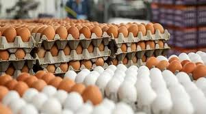 قیمت جدید تخم مرغ ؛ قیمت یک شانه تخم مرغ چند شد؟ + جدول