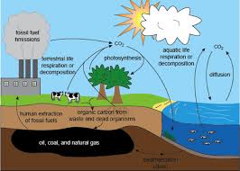 Image result for organisms and their environment
