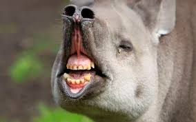 Image result for funny animals