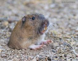 Image result for pocket gophers