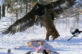 Image result for ‫ عکس های جالب از طبیعت‬‎