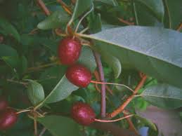 Image result for goumi