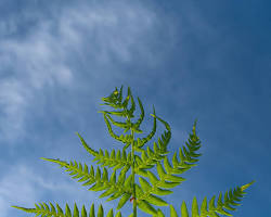 Obraz: Paprotka orlica (Pteridium aquilinum)