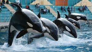 Image result for whales