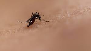 Health officials issue alert after dengue fever case reported in Pasco 
County