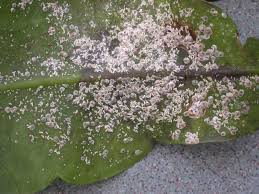 Résultat de recherche d'images pour "scale insects"