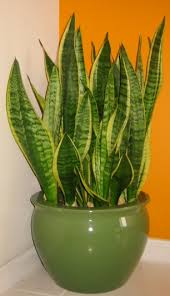 snake plant indoor కోసం చిత్ర ఫలితం