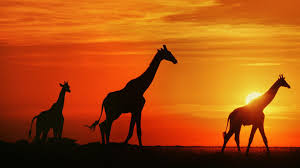 Bildergebnis für südafrika landschaft wallpaper
