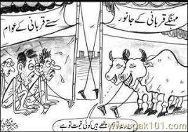 Image result for bakra eid funny images