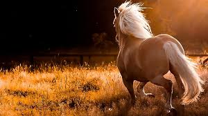 Image result for HORSE