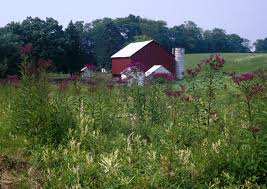Image result for ironweed plant