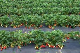 strawberry plants ile ilgili görsel sonucu
