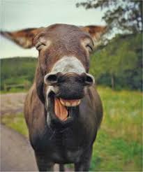 Image result for images of donkeys monkeying around