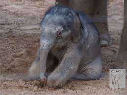 Jamilah -> Petra Prager – zooelefanten.de