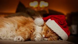 Image result for cats at christmas