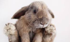 Image result for RABBIT