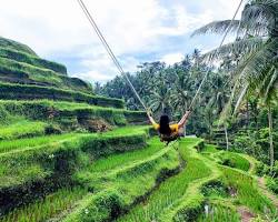 Image of Bali's rice terraces