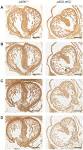 Soxmodulates the function of two distinct cell lineages in mouse skin