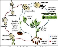 Late blight of potatoes (Phytophthora infestans) disease on potatoes