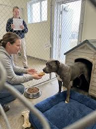 Pitbull becomes guardian to abandoned kitten