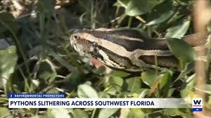 WINK News - News update