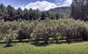 Image result for south georgia blueberries