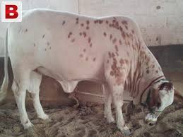Image result for bakra eid 2015 pakistan