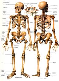 Resultado de imagen para cuerpo humano