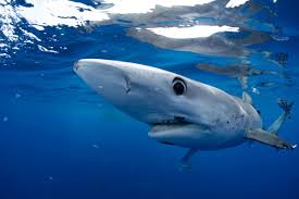 Shark Week 2026: Where to Watch Live for Free, Full Schedule, and Streaming Guide
