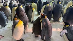 Emperor Penguins Debut at SeaWorld Orlando