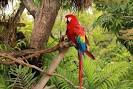 pictures of 2 parrots talking backwards lyrics