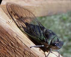 Image of Cicada